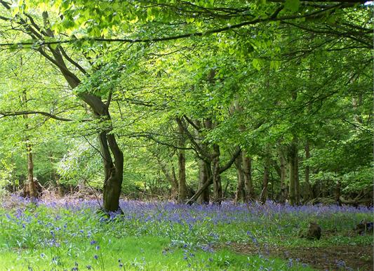 Epping Forest Bluebells ringing in a cheerful Spring